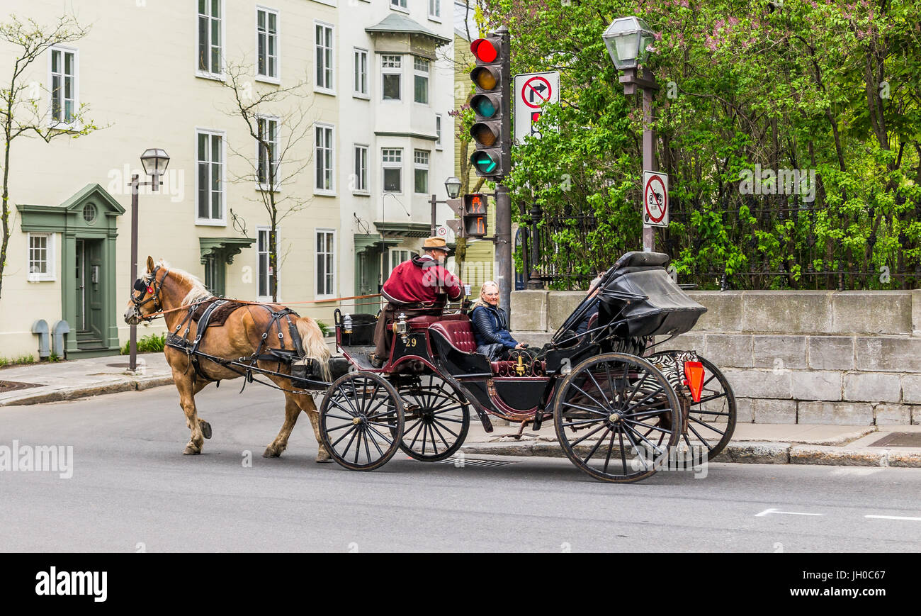 La città di Quebec, Canada - 29 Maggio 2017: mangiare cavallo da terra attaccato alla carrozza Buggy per trasporti turistici nella città vecchia Foto Stock