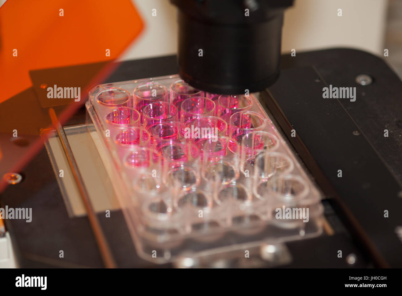 Il pipettaggio di microtiterplates in laboratorio, close-up Foto Stock