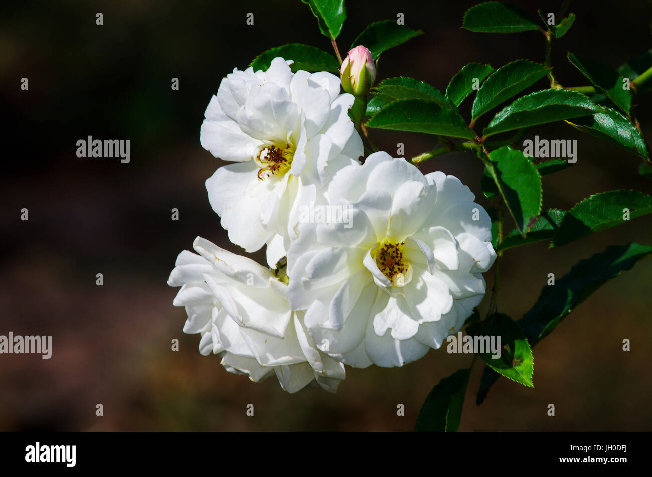 Immagine della rosa bianca fiore Foto Stock