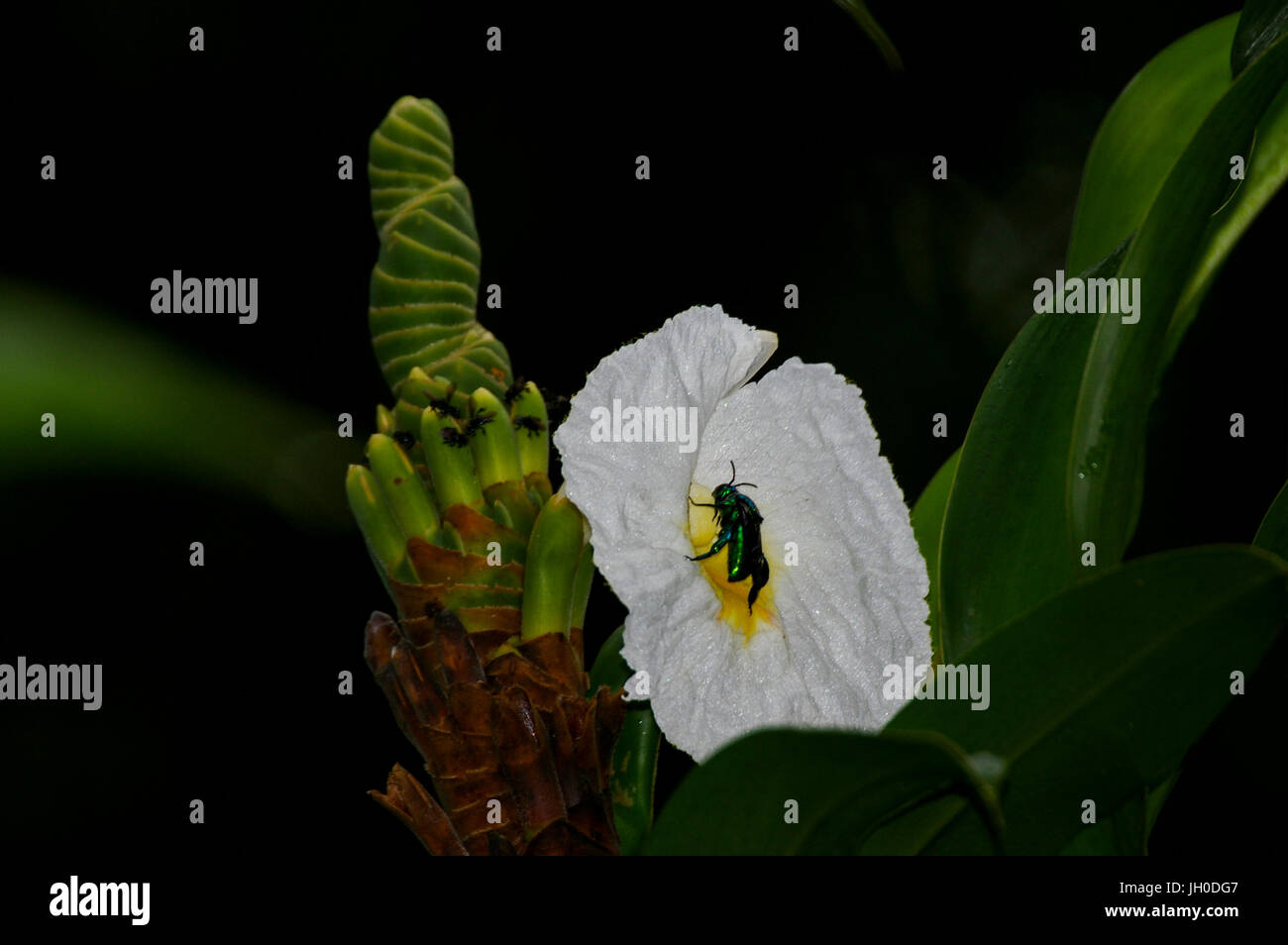 Cheilocostus speciosus o crespella zenzero bianco fiore con insetto verde Foto Stock