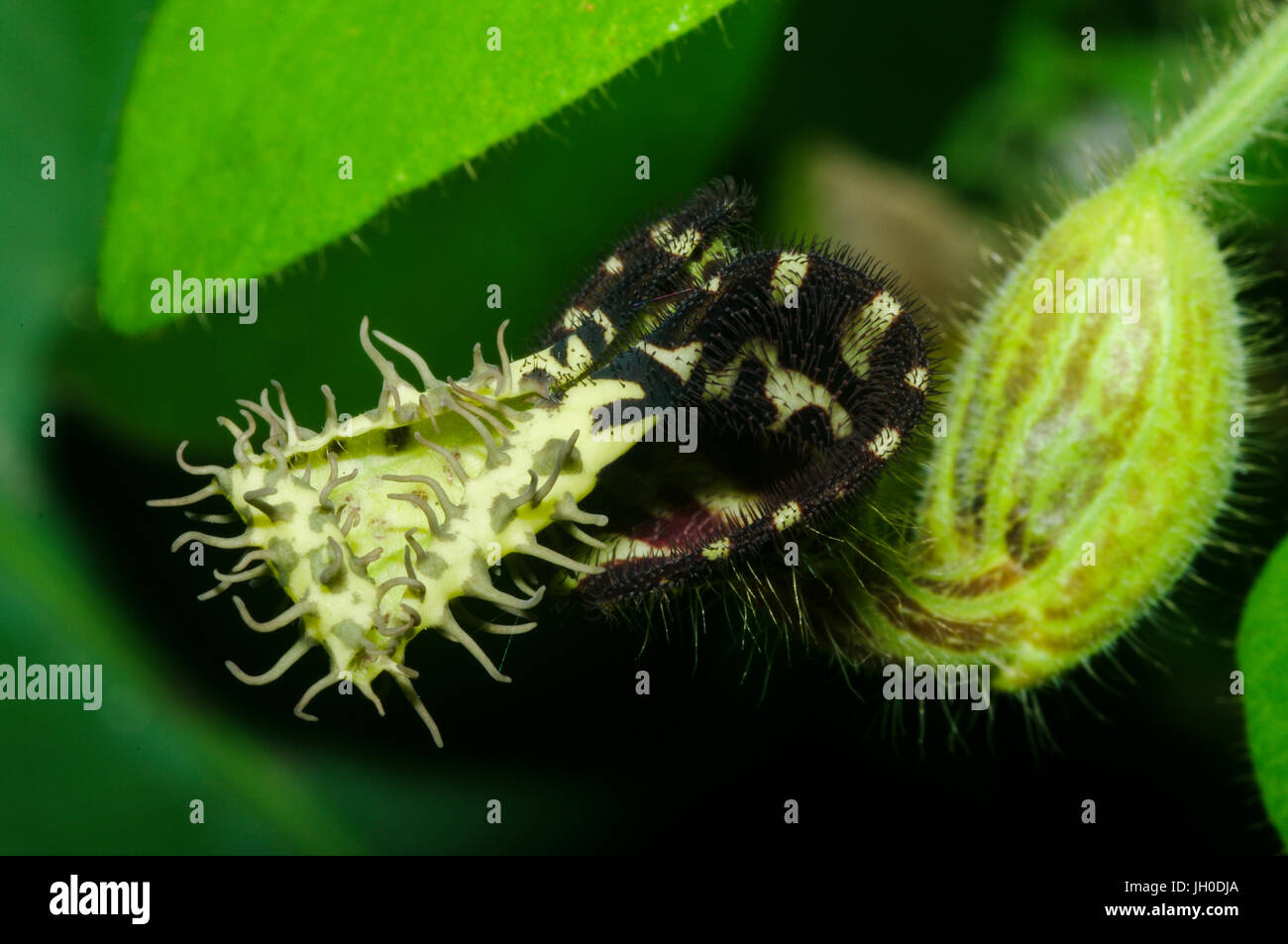Ciò che appare come una pianta carnivora Foto Stock