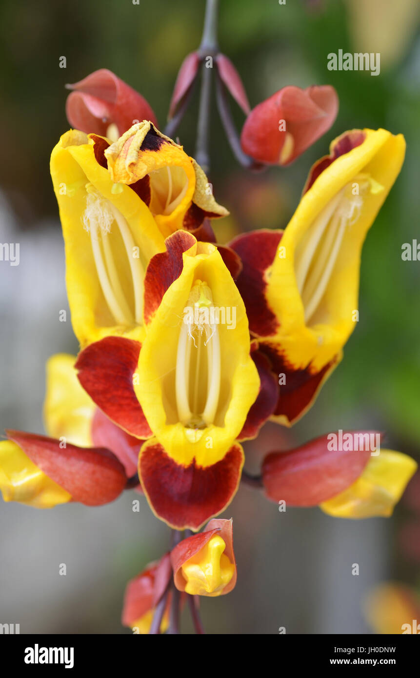 Thunbergia mysorensis, chiamato anche Mysore trumpetvine indiani o vite di clock, è una specie di pianta flowering in famiglia Acanthaceae Foto Stock