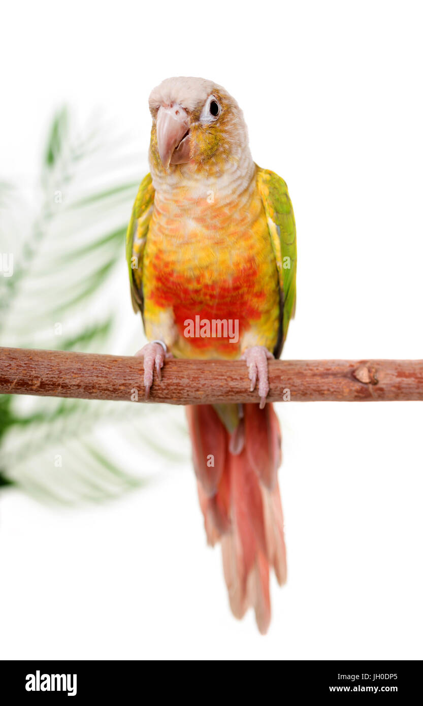 Verde-cheeked parakeet davanti a uno sfondo bianco Foto Stock