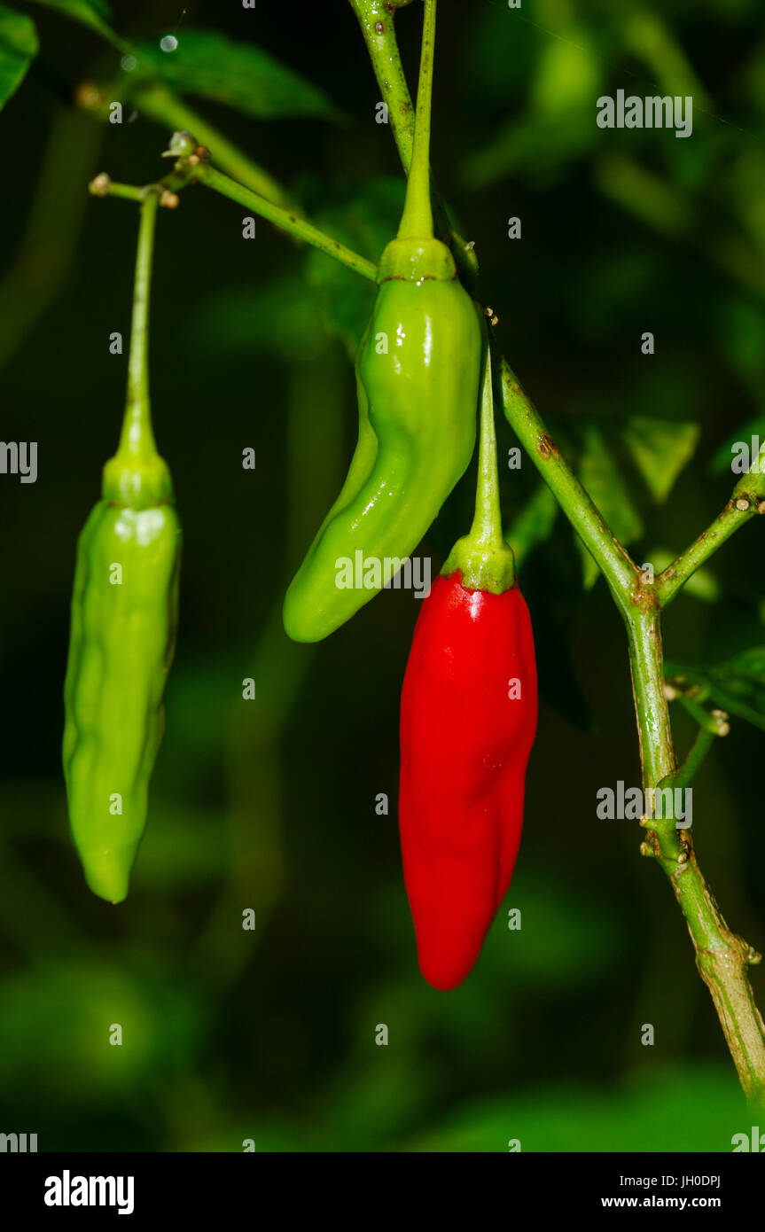 Il rosso e il verde di peperoncini pepe su una boccola Foto Stock