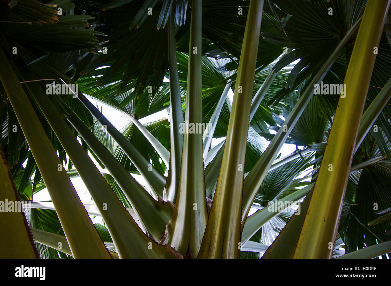 Grandi foglie di palma vapori visto da sotto Foto Stock