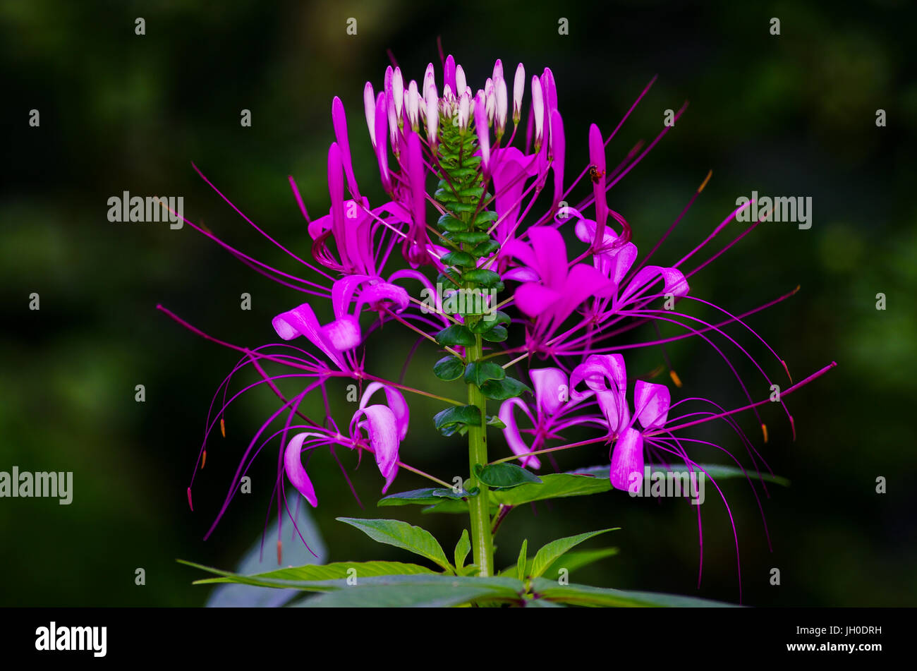 Grandi fiori viola Foto Stock