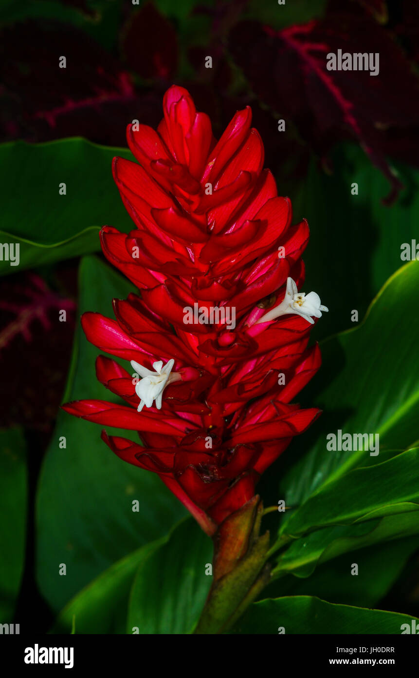 Rosso scuro fiore di zenzero su sfondo scuro Foto Stock