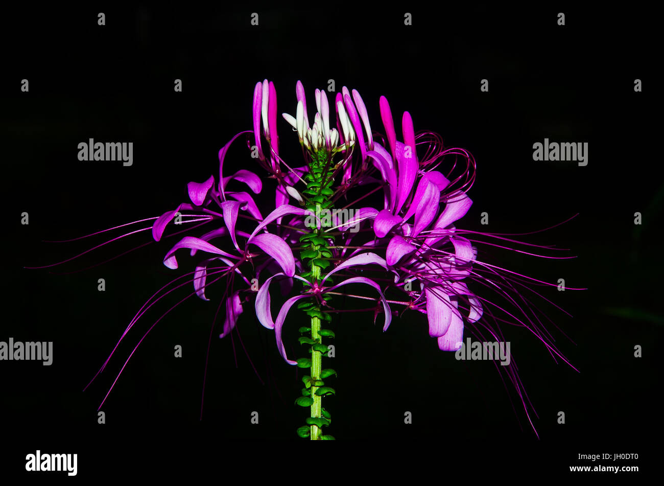 Bella grande fiore viola su sfondo nero Foto Stock