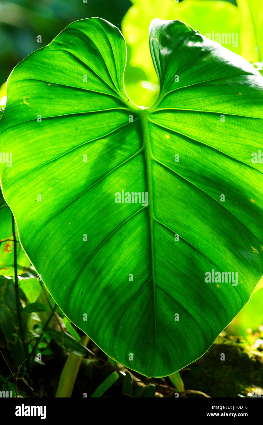 Enorme grande foglia nella foresta di pioggia con illuminazione di sfondo Foto Stock