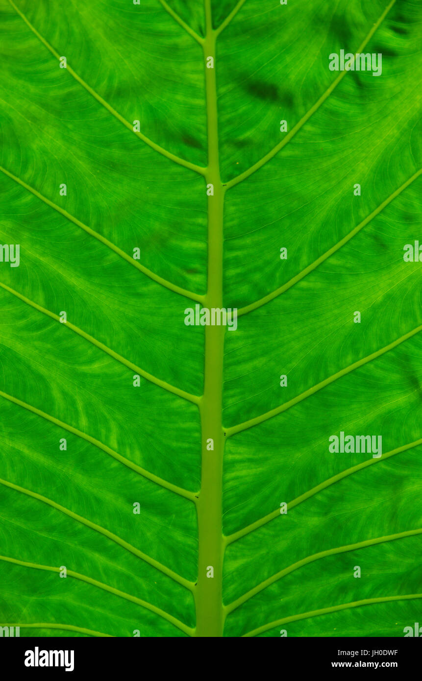 Texture di grande foglia verde dalla foresta di pioggia Foto Stock