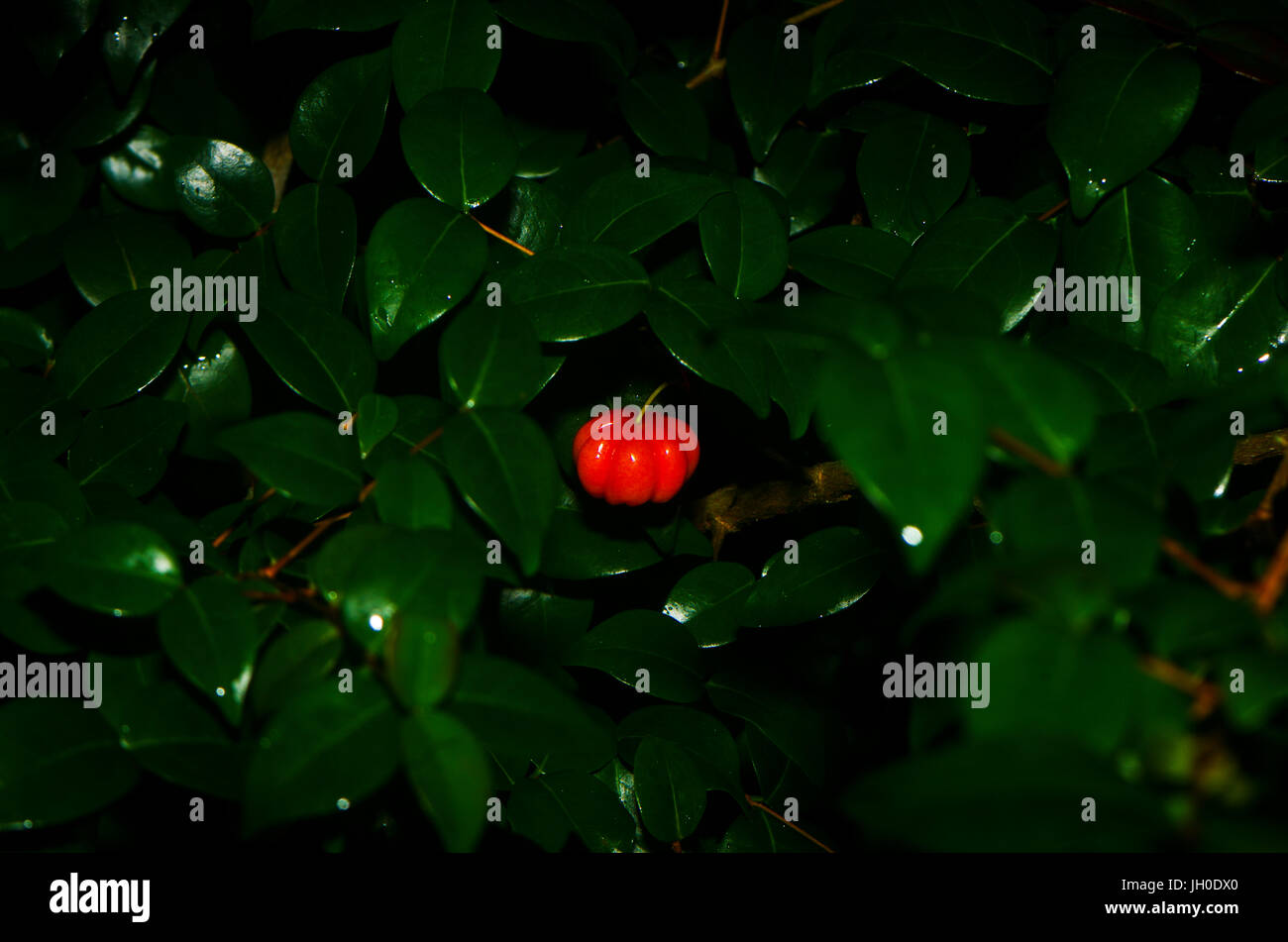 Uno rosso ciliegia del Suriname con sfondo verde scuro Foto Stock