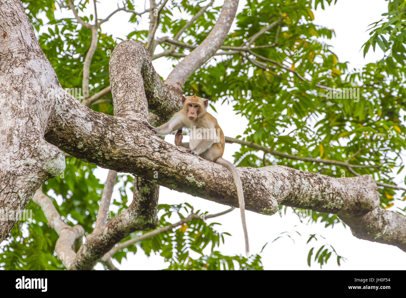 Close up Monkey su albero nella foresta, Thailnd Foto Stock