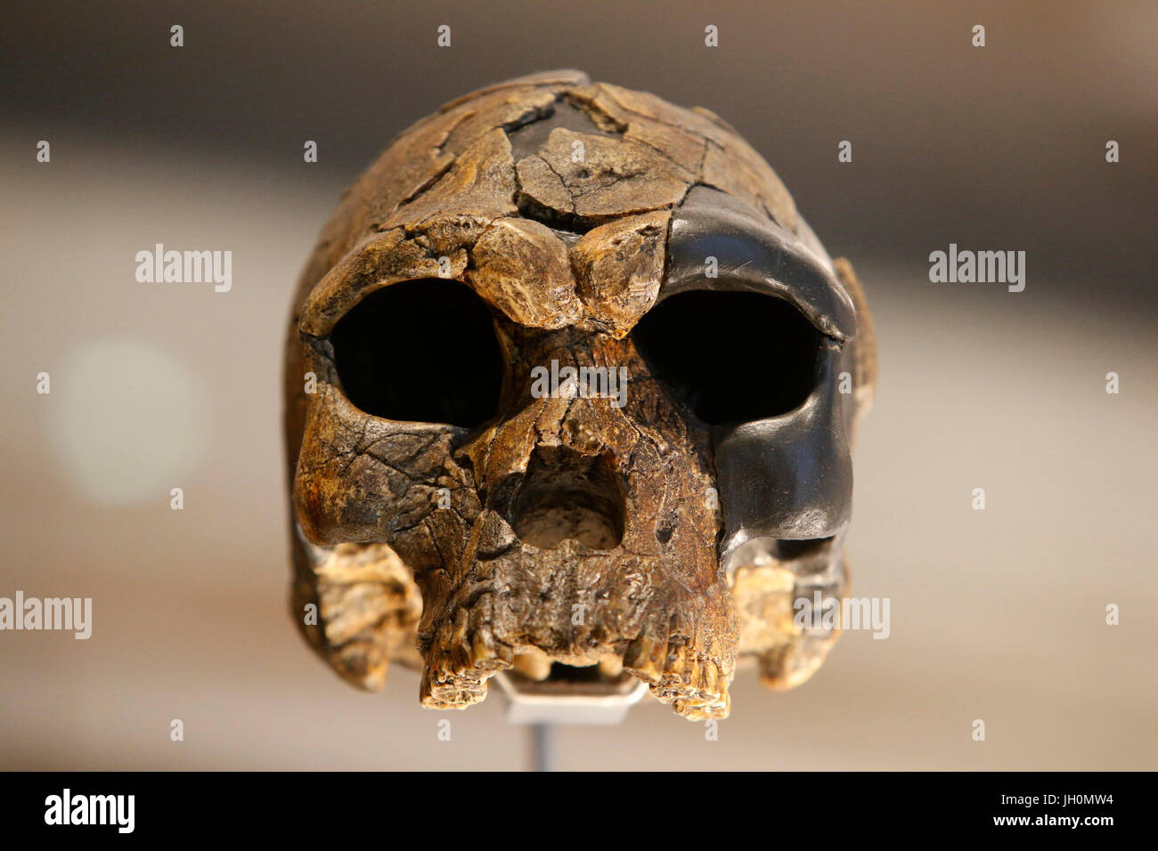 MusŽe de l'homme, Museo dell Umanità, Parigi. Homo sapiens cranio. La Francia. Foto Stock