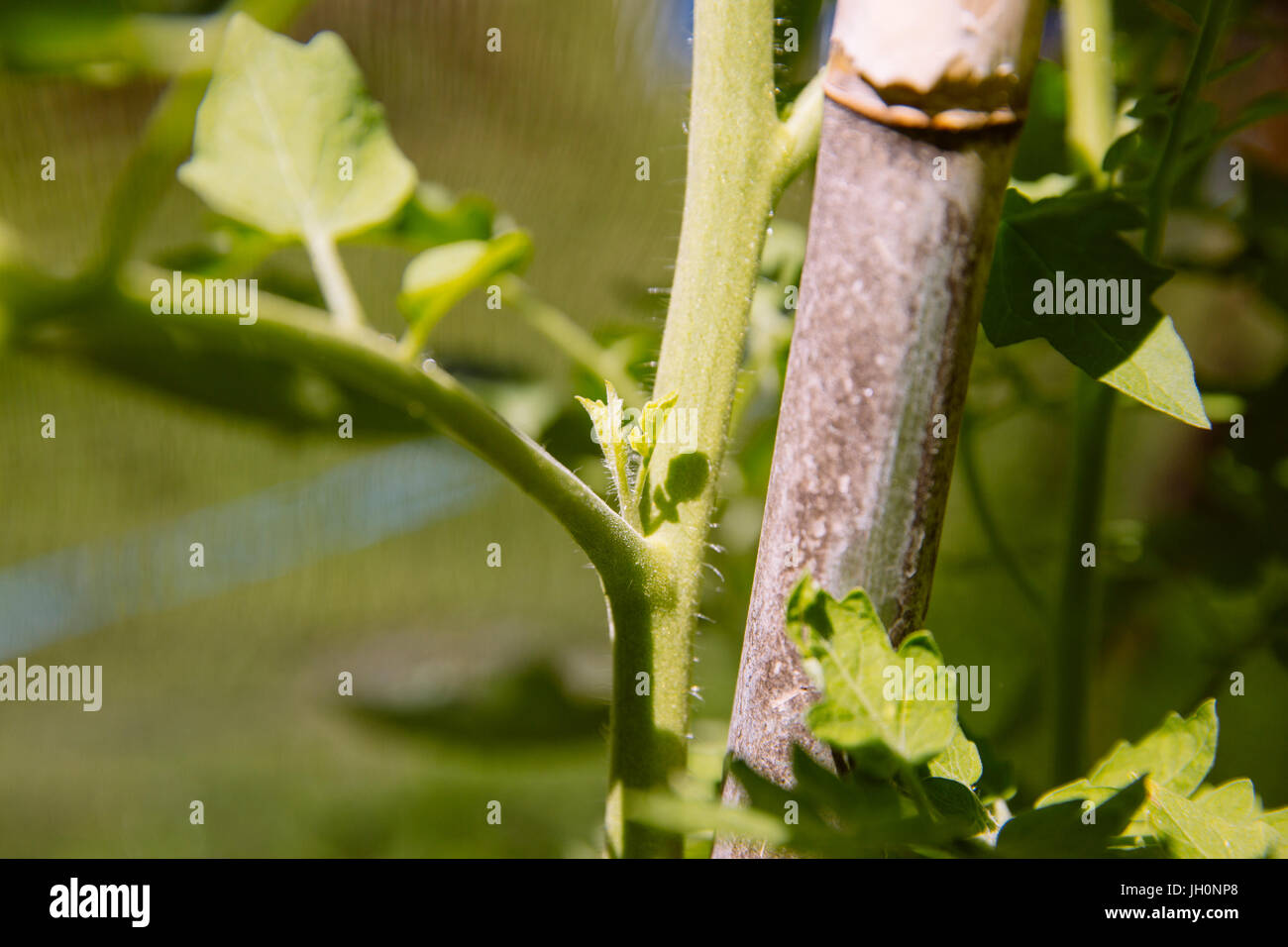 Ausgeizen der Seitentriebe bei Tomatenpflanze Foto Stock