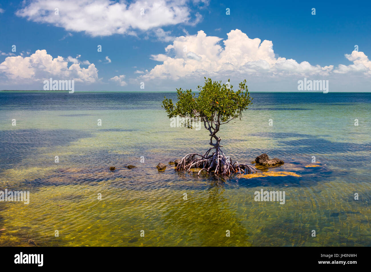 Unico albero di mangrovia in chiaro acqua pulita con cielo blu e nuvole bianche sulla costa del Golfo del Messico in Florida Keys Foto Stock