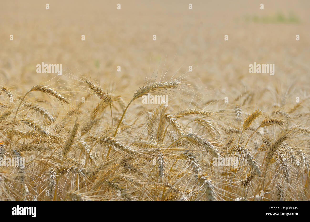 Dettagli di ripe campo di grano Foto Stock