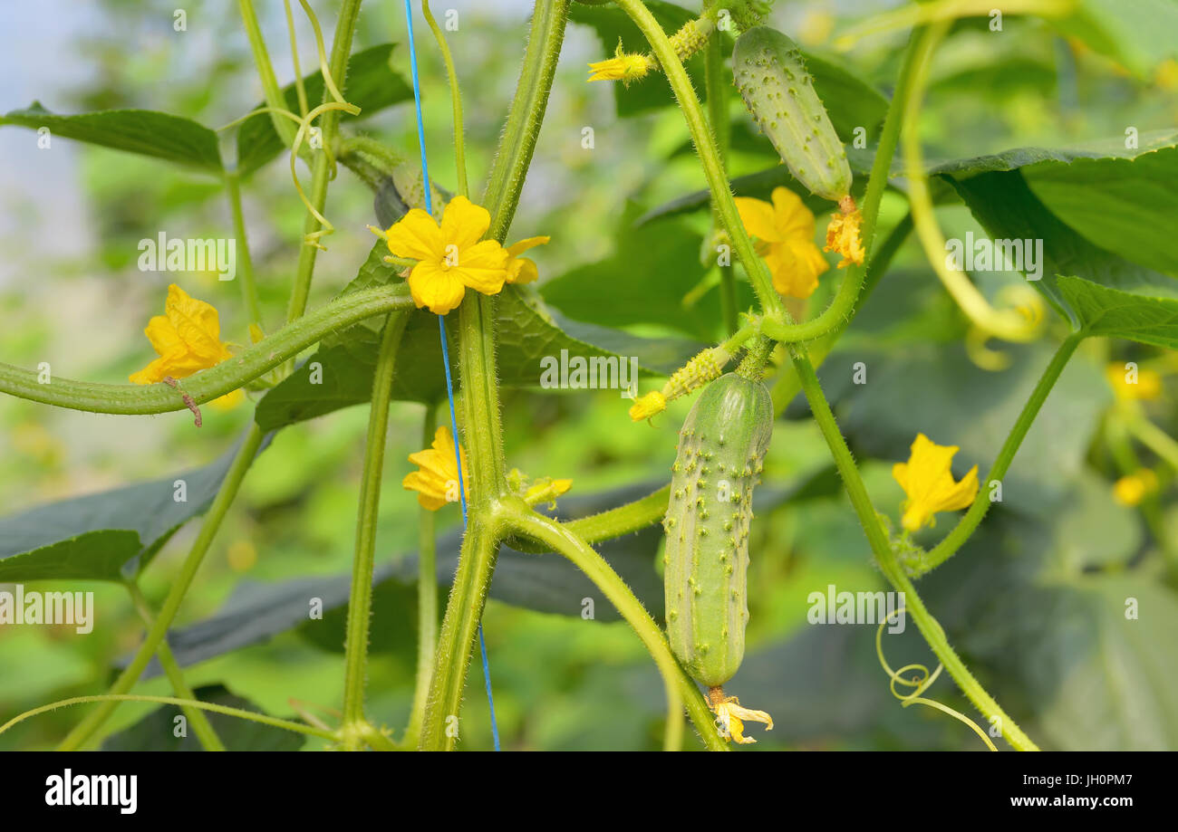 I cetrioli che cresce su un vitigno in serra Foto Stock