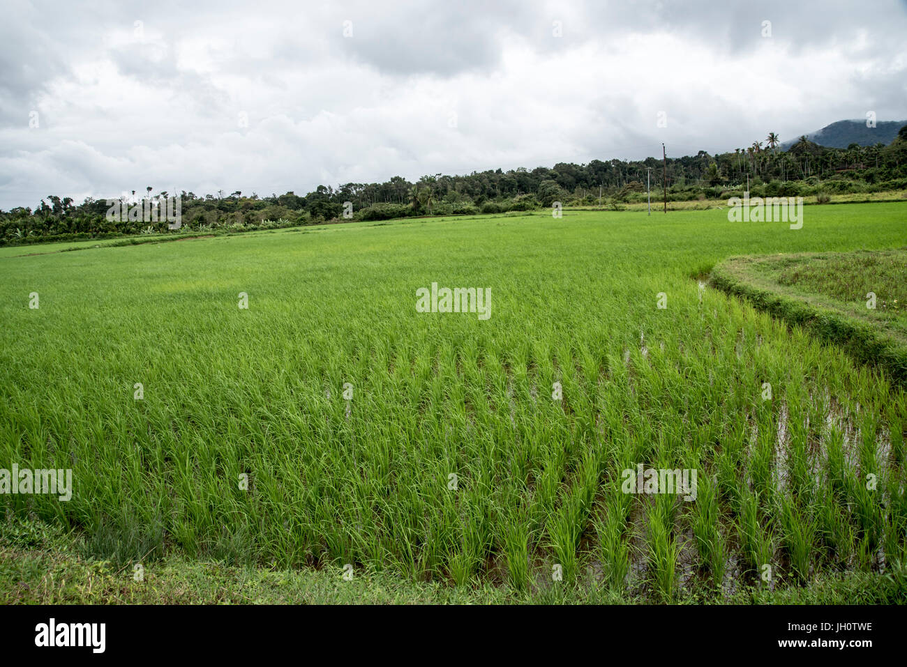 Campo di riso in Coorg, Karnataka, India Foto Stock