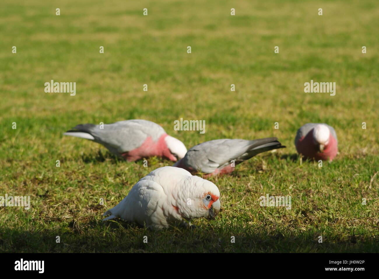 Corella a lungo fatturato, Cacatua tenuirostris, e Galahs rosa, Eolophus roseicapilla, nutrendo in erba corta. Foto Stock