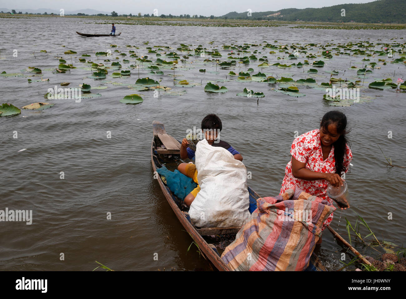 Lotus agricoltori su Kamping Puoy Lago. Cambogia. Foto Stock