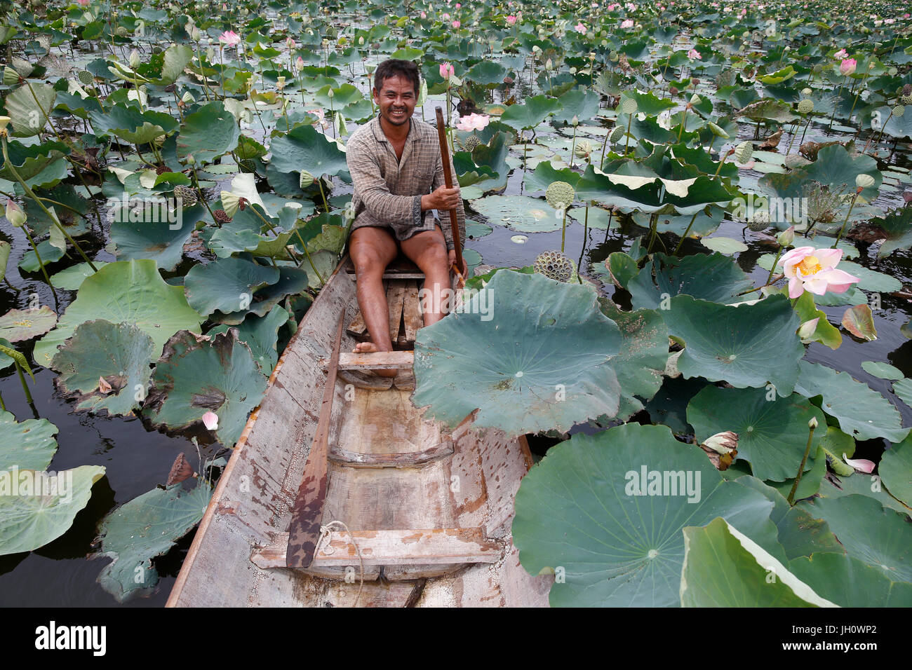 Lotus coltivatore su Kamping Puoy Lago. Cambogia. Foto Stock