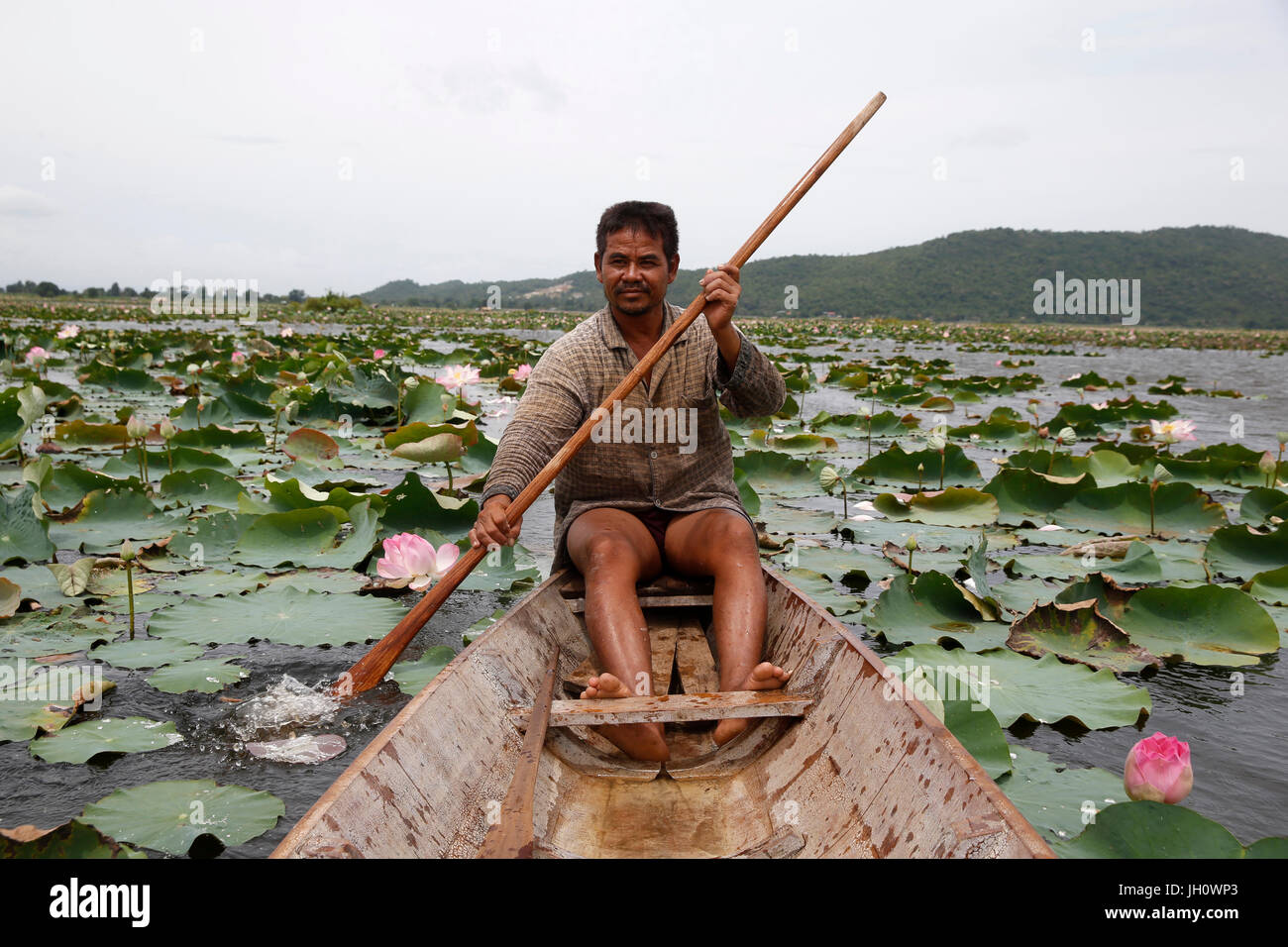 Lotus coltivatore su Kamping Puoy Lago. Cambogia. Foto Stock