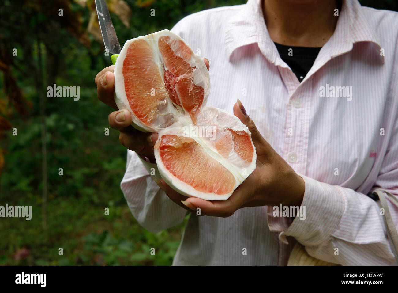 Tong Samphots ricevuto $500 da AMK microfinanziamenti client per la sua azienda agricola biologica. Cambogia. Foto Stock