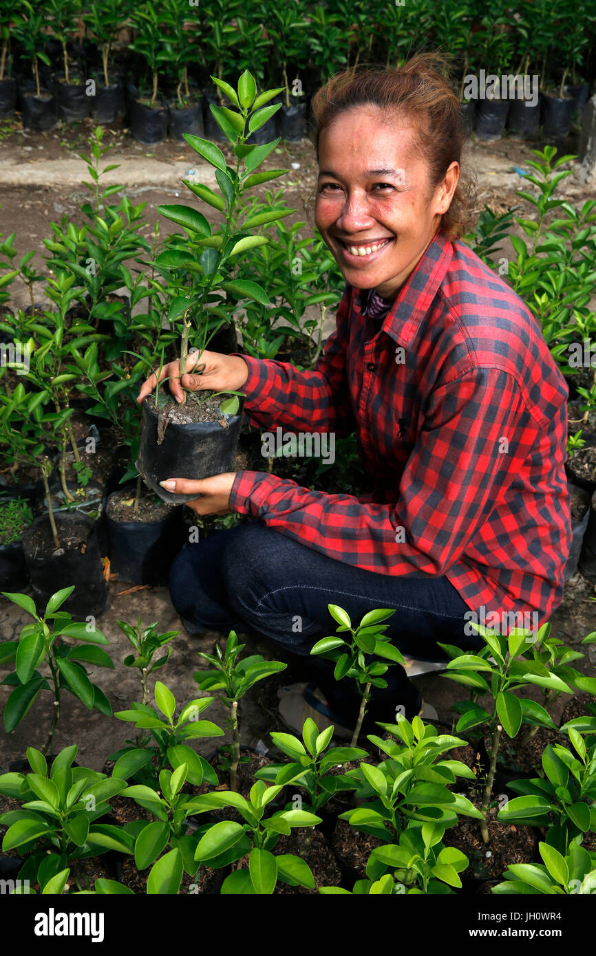 Dany canzone utilizza un US$500 prestito da AMK microfinanza (il suo quinto prestito) per eseguire un vivaio. Cambogia. Foto Stock