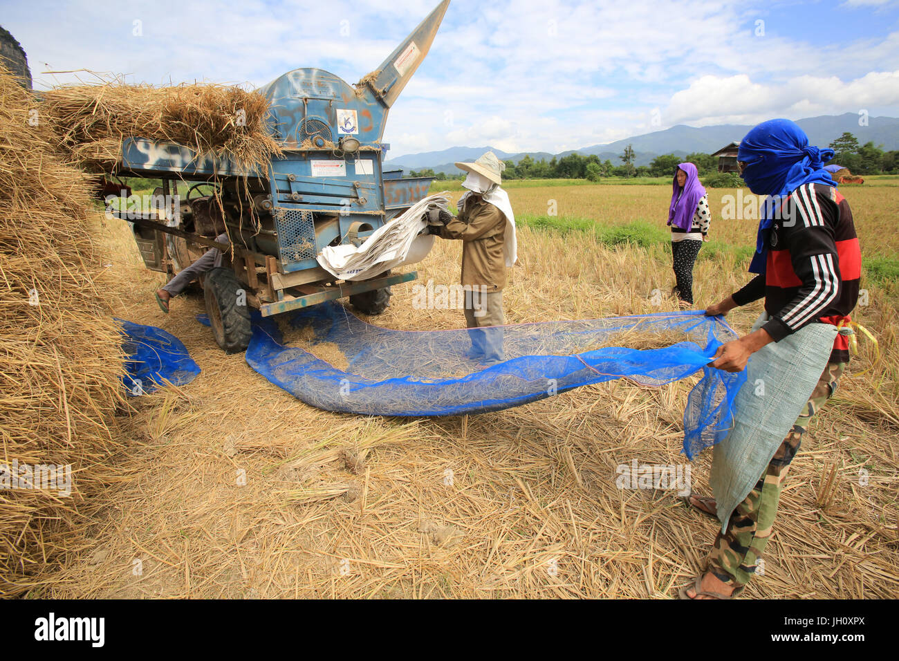 L'agricoltura. Campo di riso. Gli agricoltori del Laos la mietitura del riso nel paesaggio rurale. Laos. Foto Stock