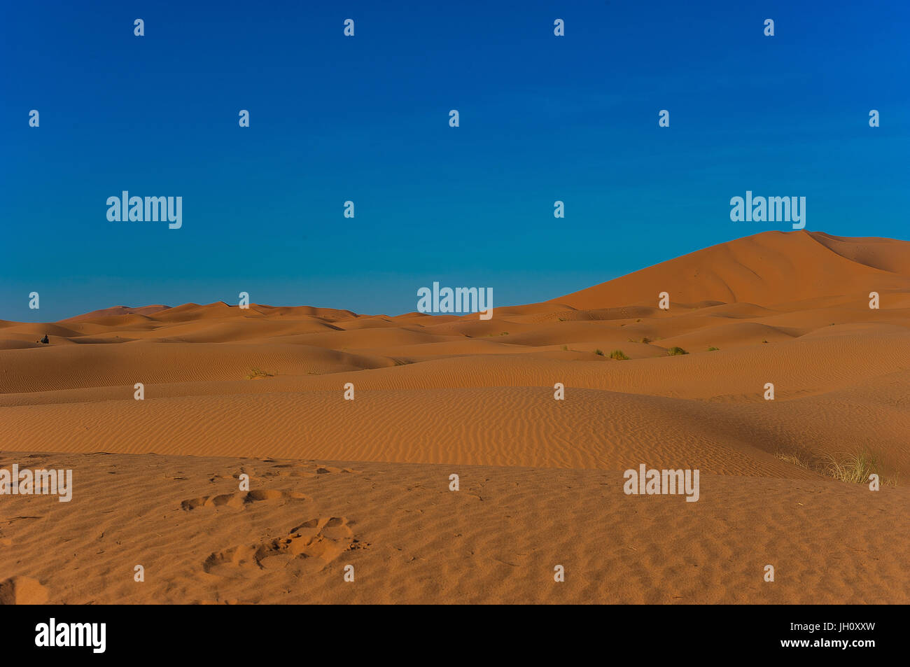 Camel caravan in Erg Chebbi desert, Sahara Deserto vicino a Merzouga, Marocco Foto Stock