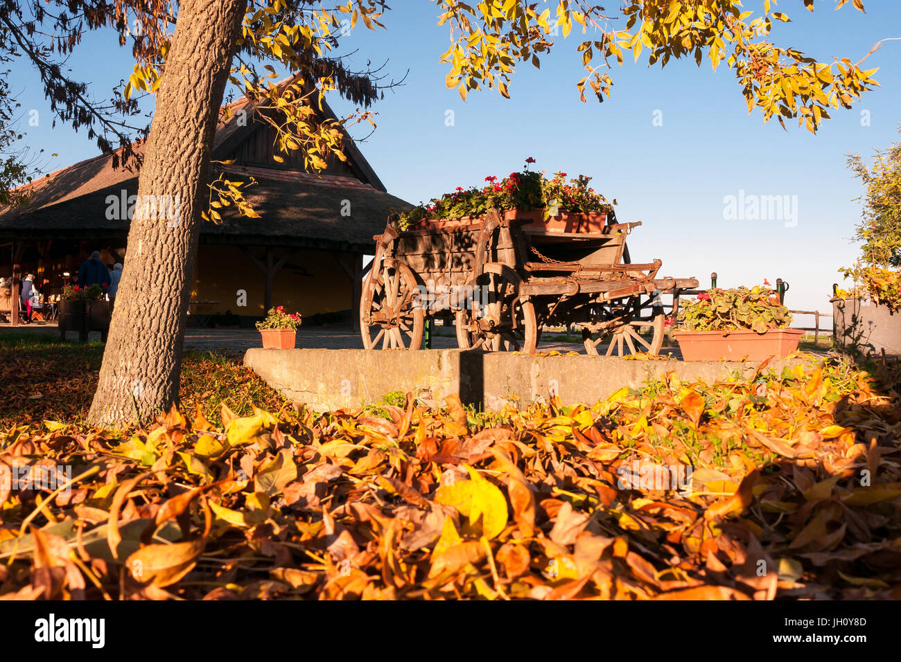 Colore di autunno con una vecchia fattoria display carro pieno di fiori in una fattoria tradizionale contro un cielo blu a Kalocsa, Ungheria, Foto Stock