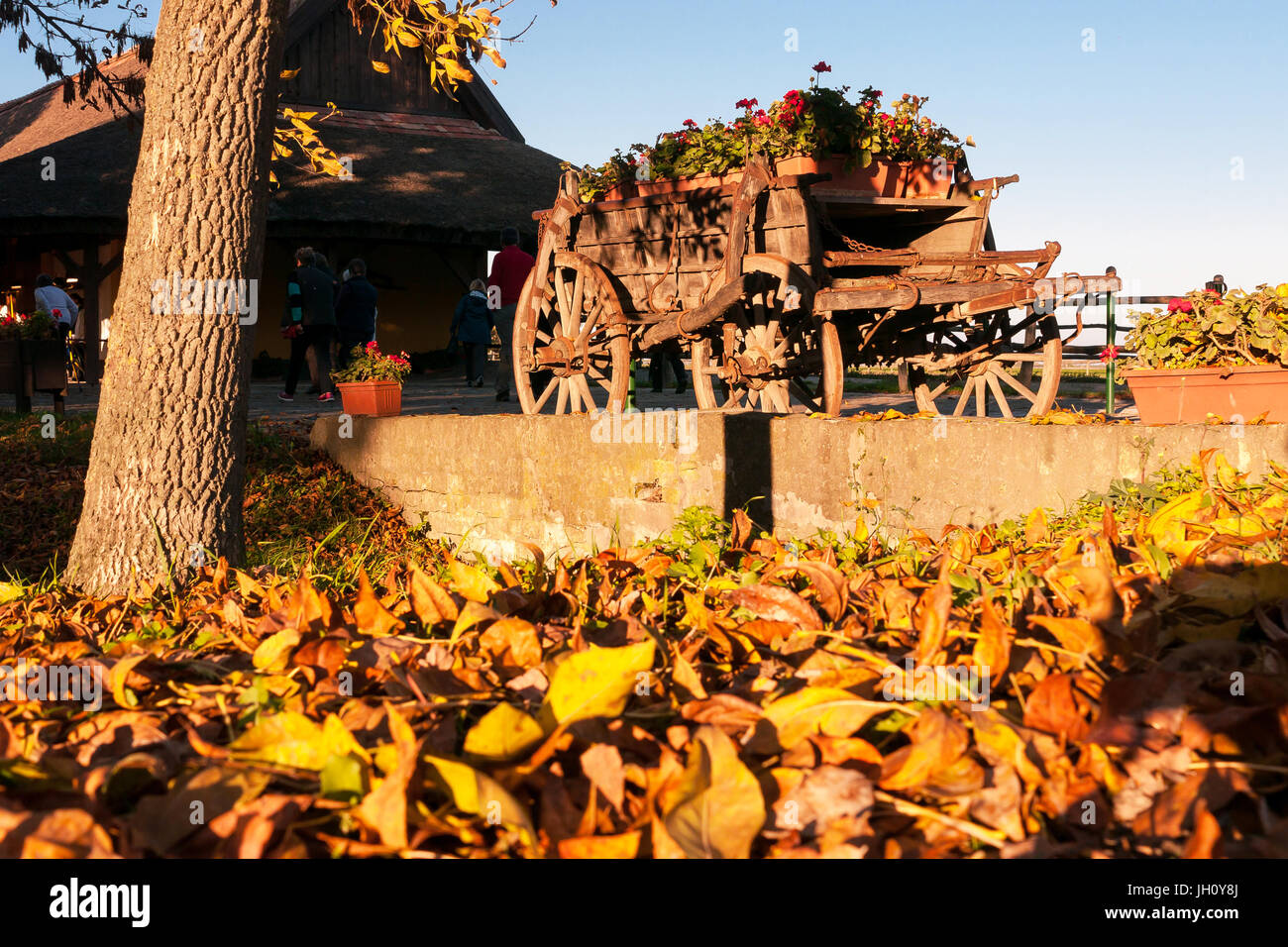 Colore di autunno con una vecchia fattoria display carro riempito di fiori in streaming in una fattoria tradizionale a Kalocsa, Ungheria Foto Stock