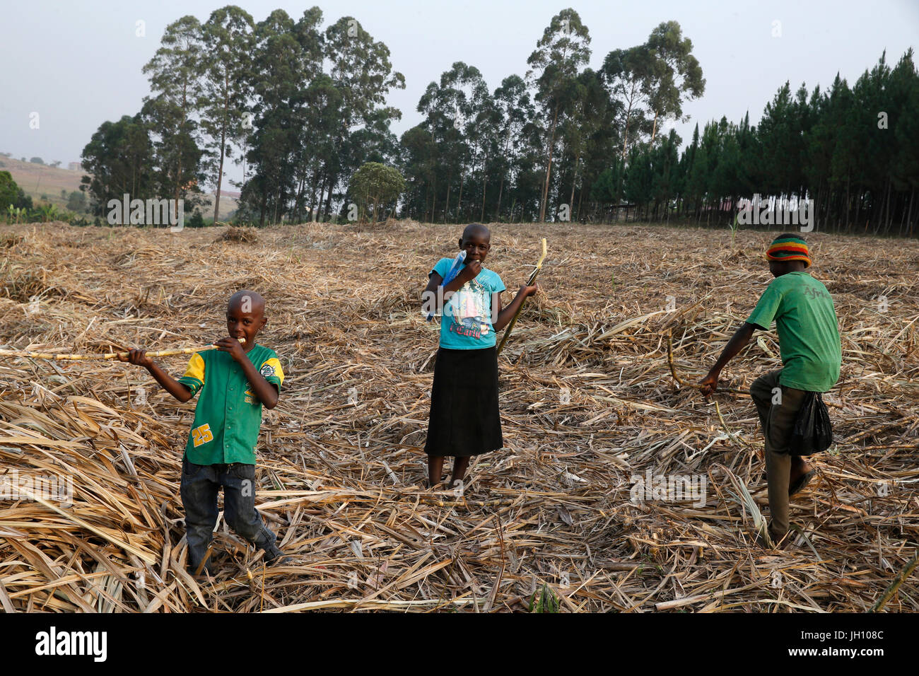 Bambini ugandesi di mangiare la canna da zucchero. Uganda. Foto Stock