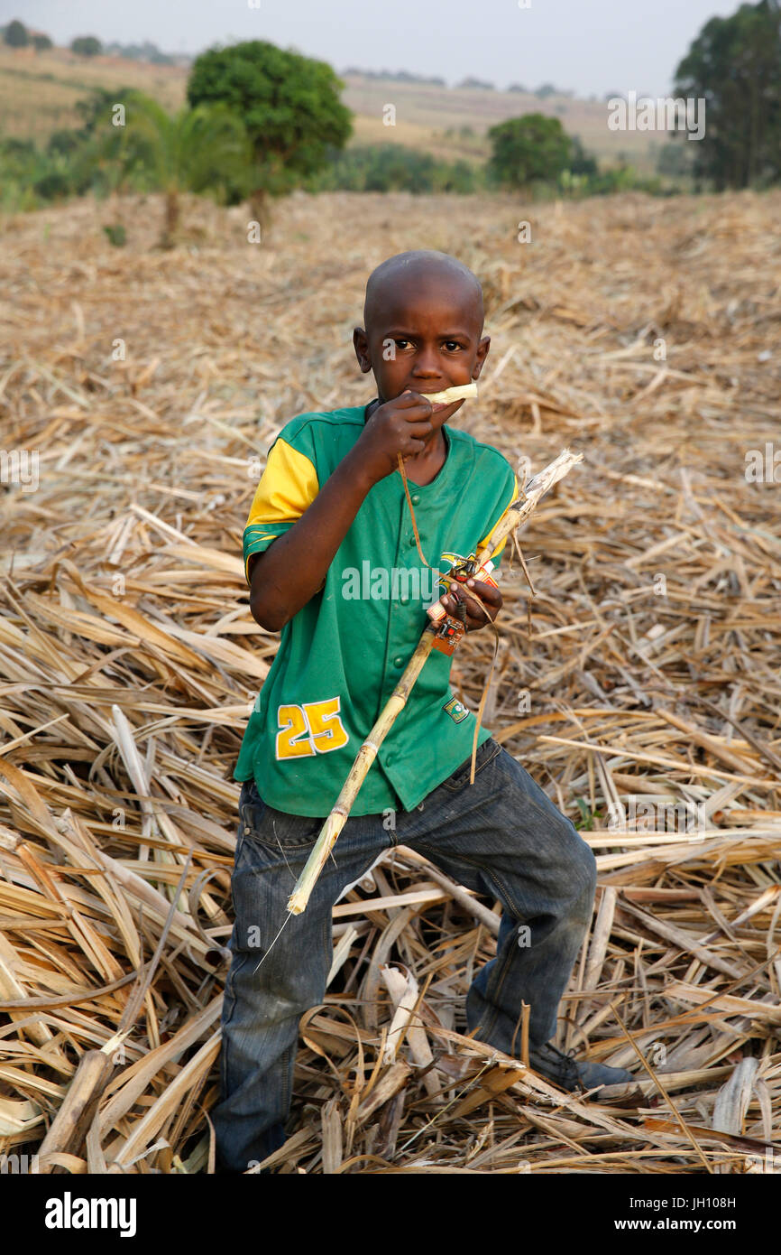 Bambino ugandese di mangiare la canna da zucchero. Uganda. Foto Stock