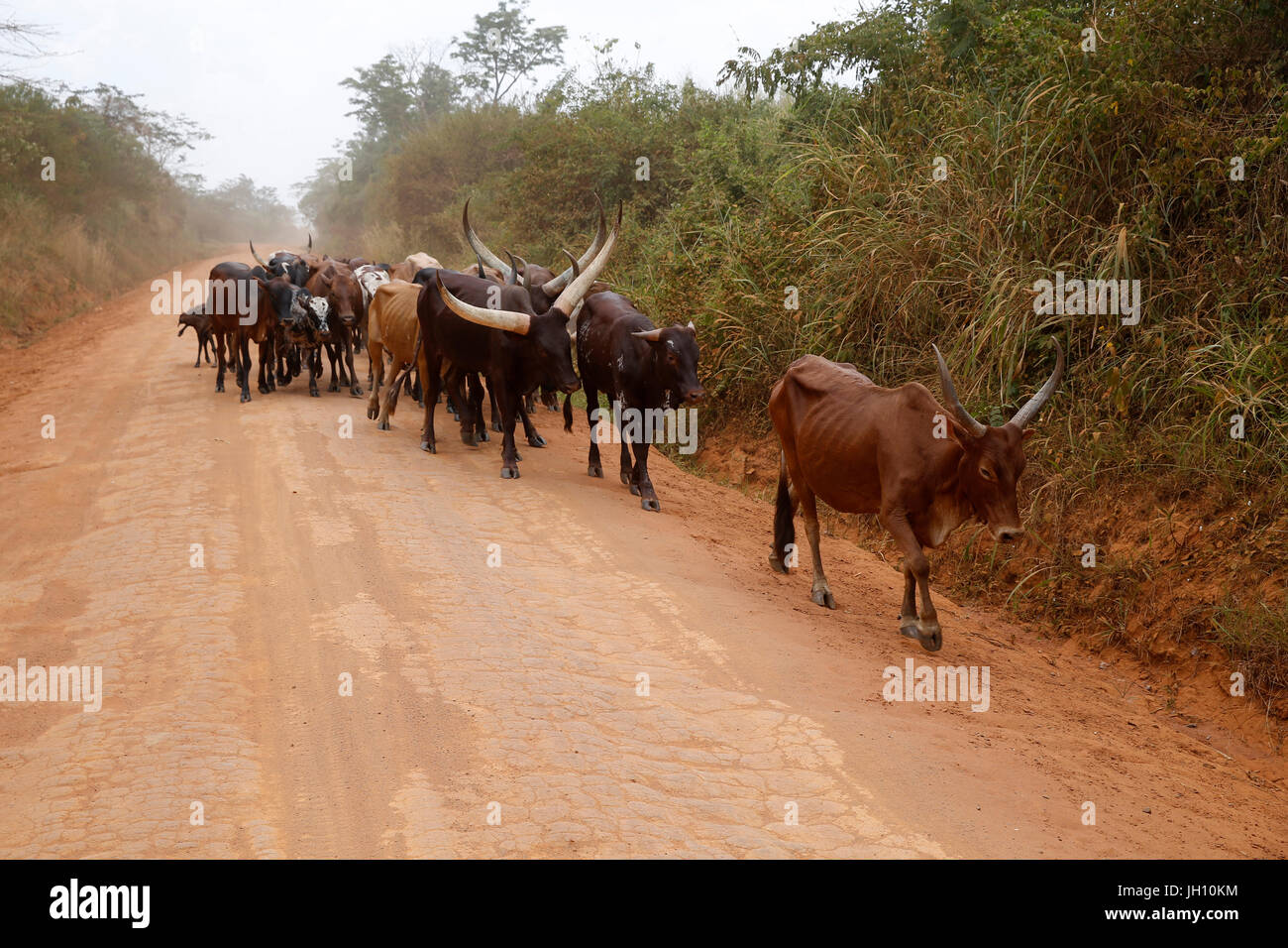 Capi di bestiame su strada. Uganda. Foto Stock