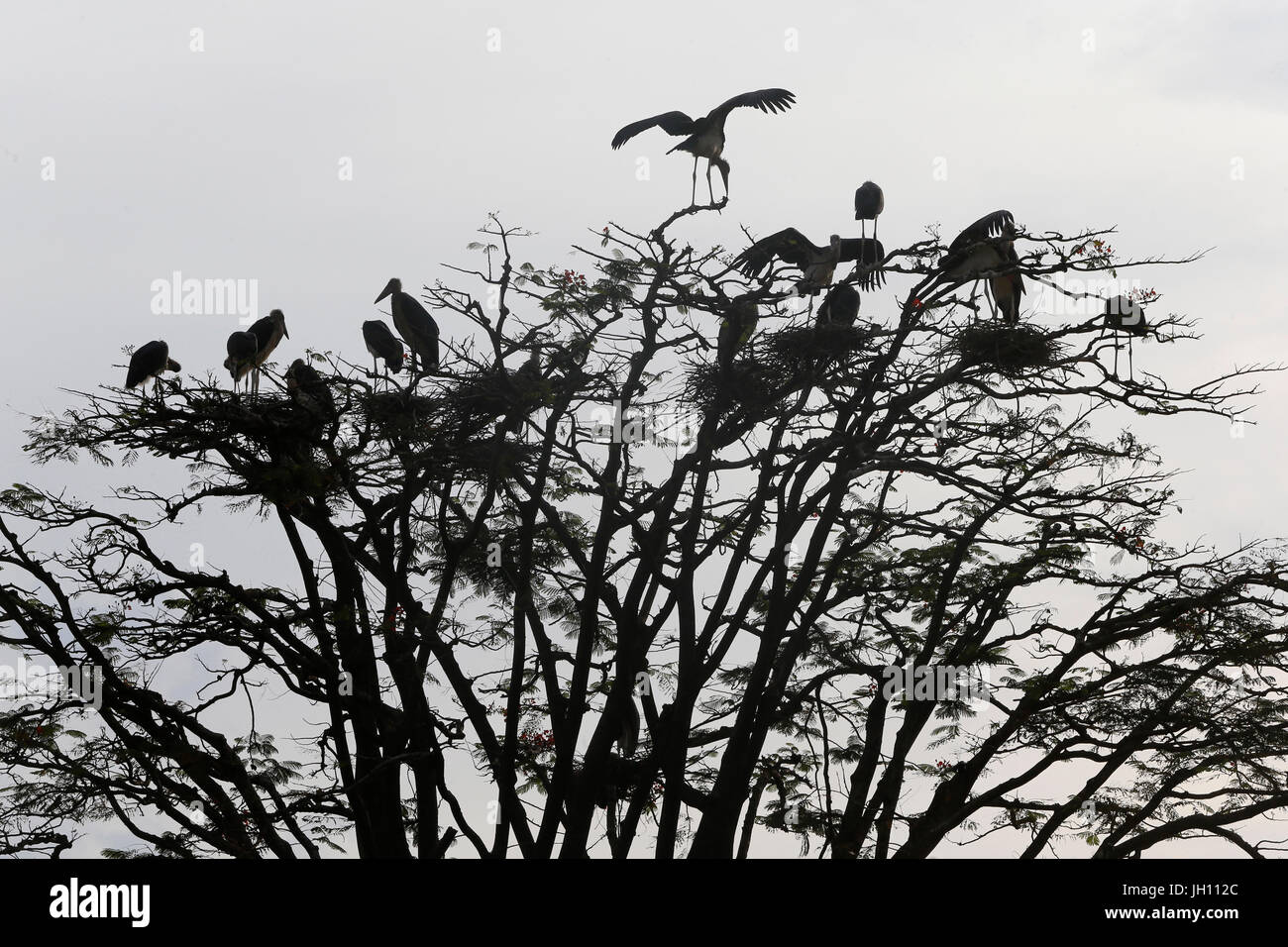 Uccelli nidificanti su un albero. Uganda. Foto Stock