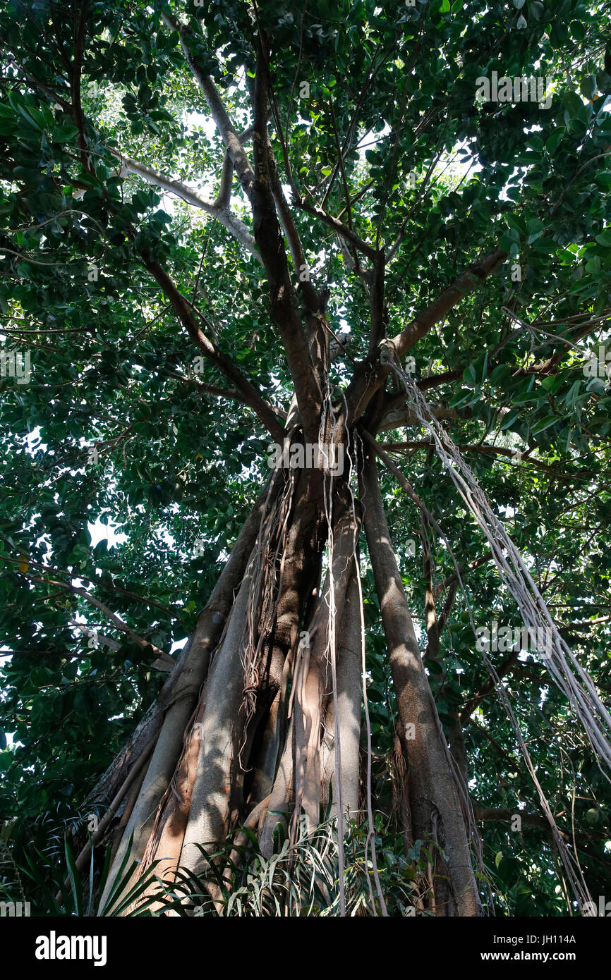 Albero in Entebbe Botanical gardens. Uganda. Foto Stock