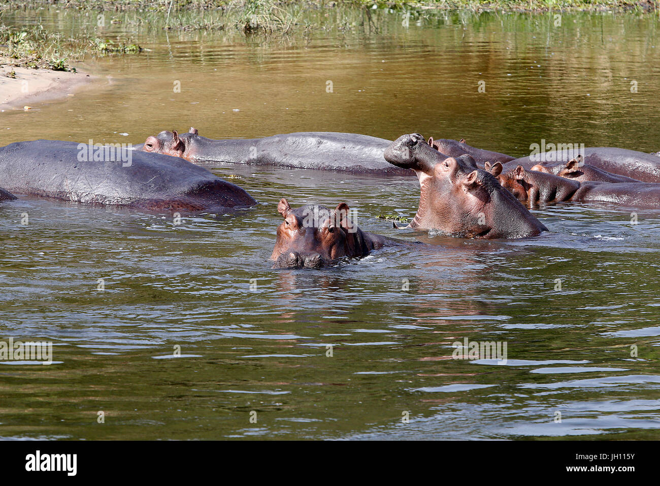 Ippopotami nel fiume Nilo. Uganda. Foto Stock
