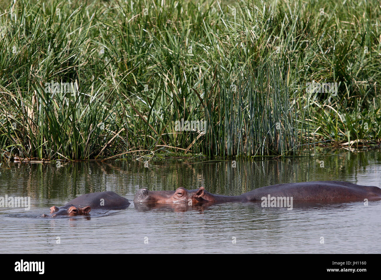Ippopotami nel fiume Nilo. Uganda. Foto Stock