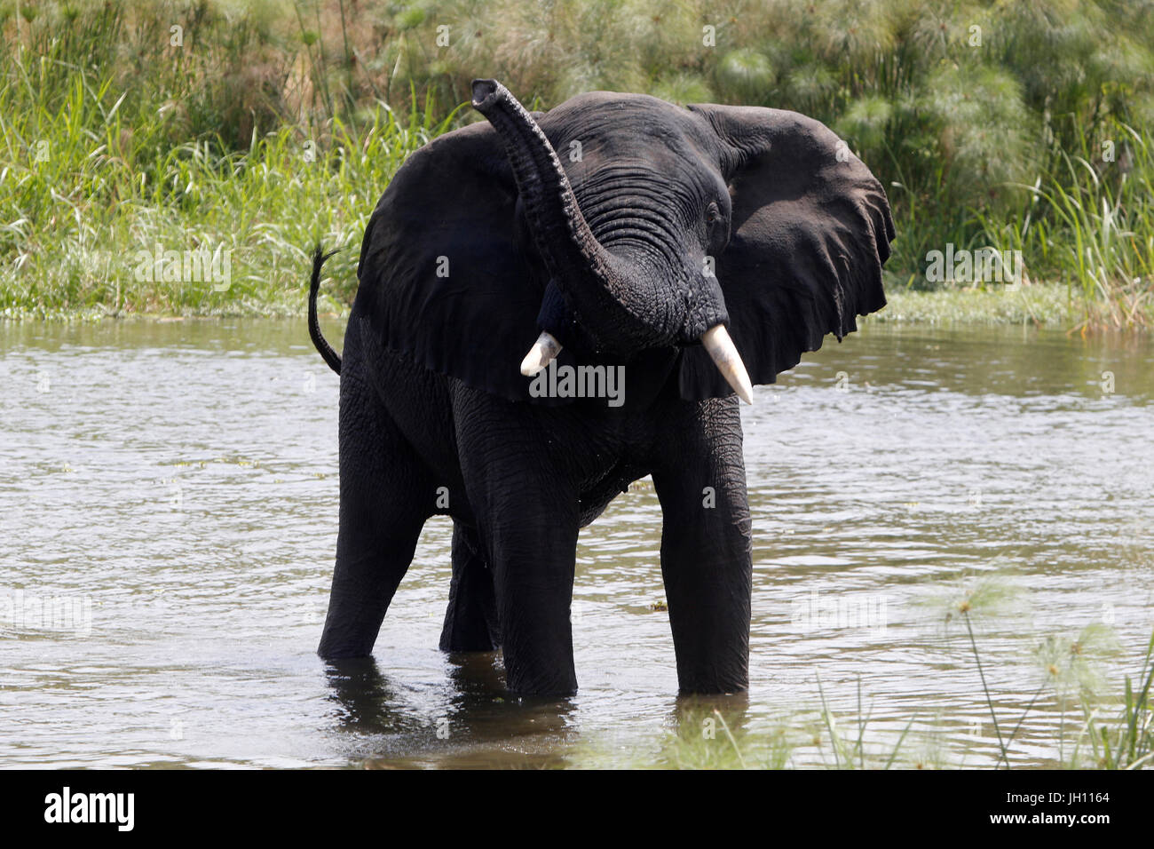 Elephant il guado del fiume Nilo. Uganda. Foto Stock