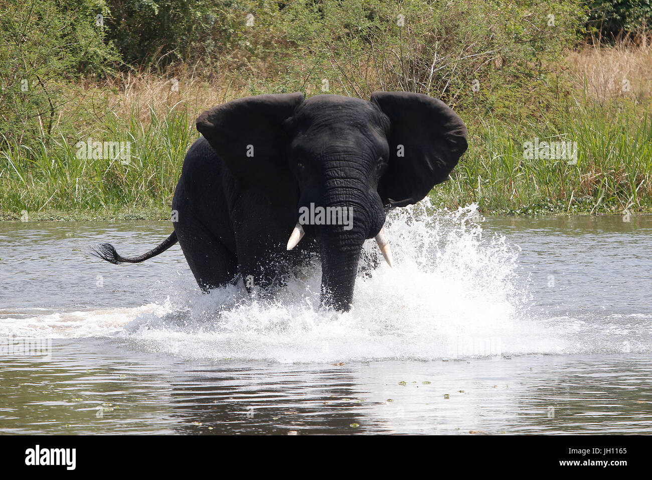 Elephant il guado del fiume Nilo. Uganda. Foto Stock