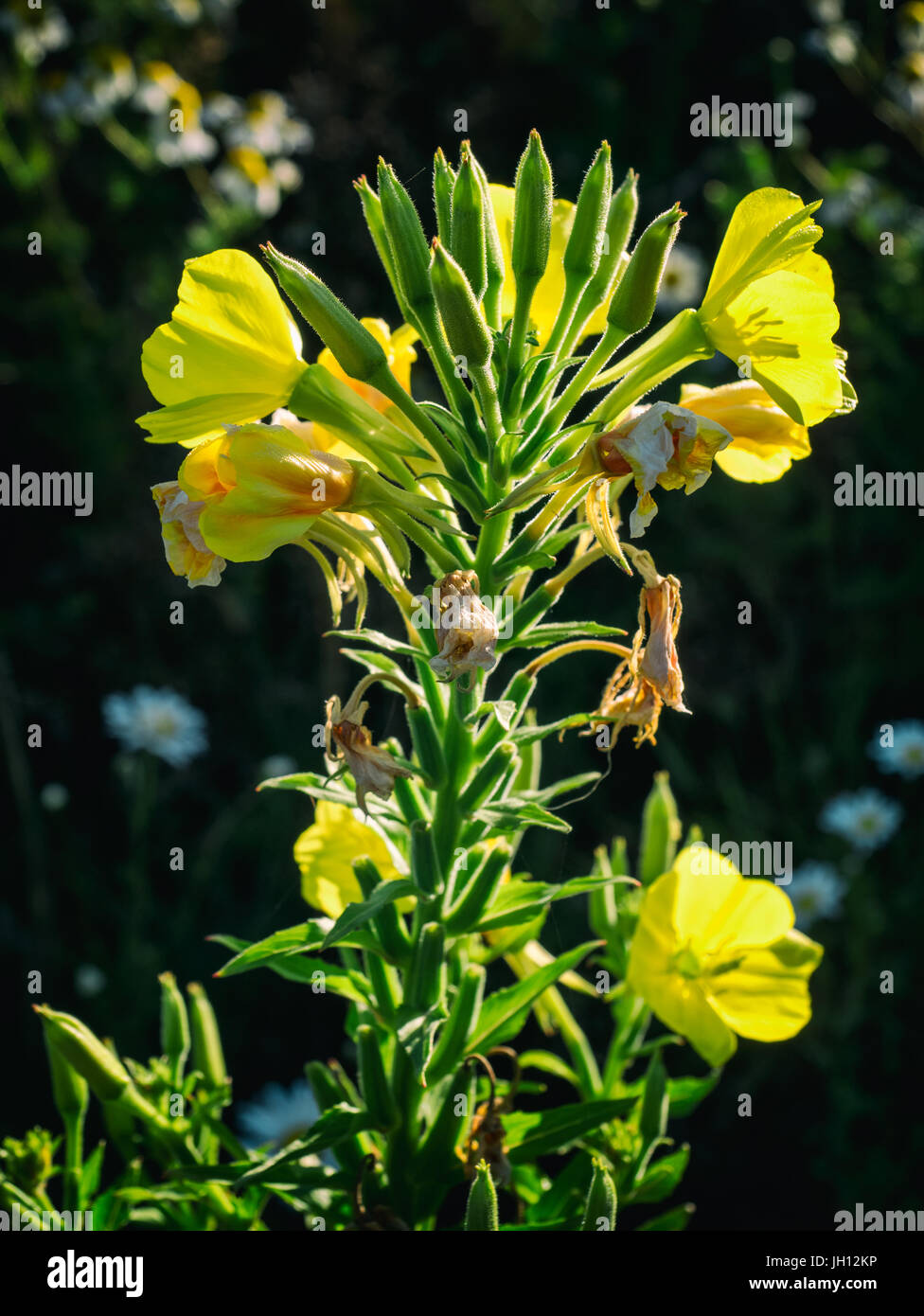 Colorate fioriture di fiori di campo in un luogo rurale in Danimarca Foto Stock