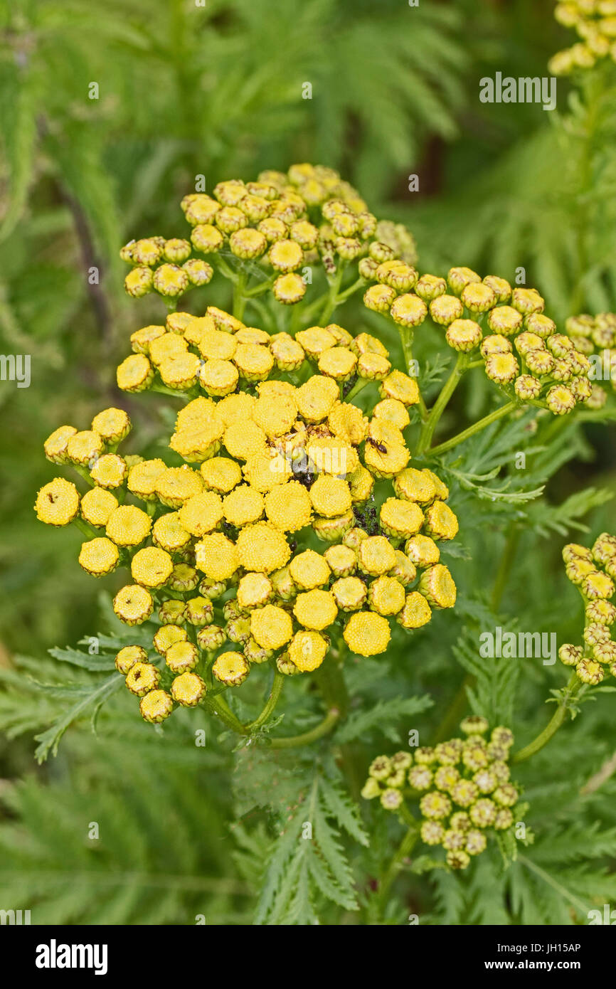 Tansy (Tanacetum vulgare) Foto Stock