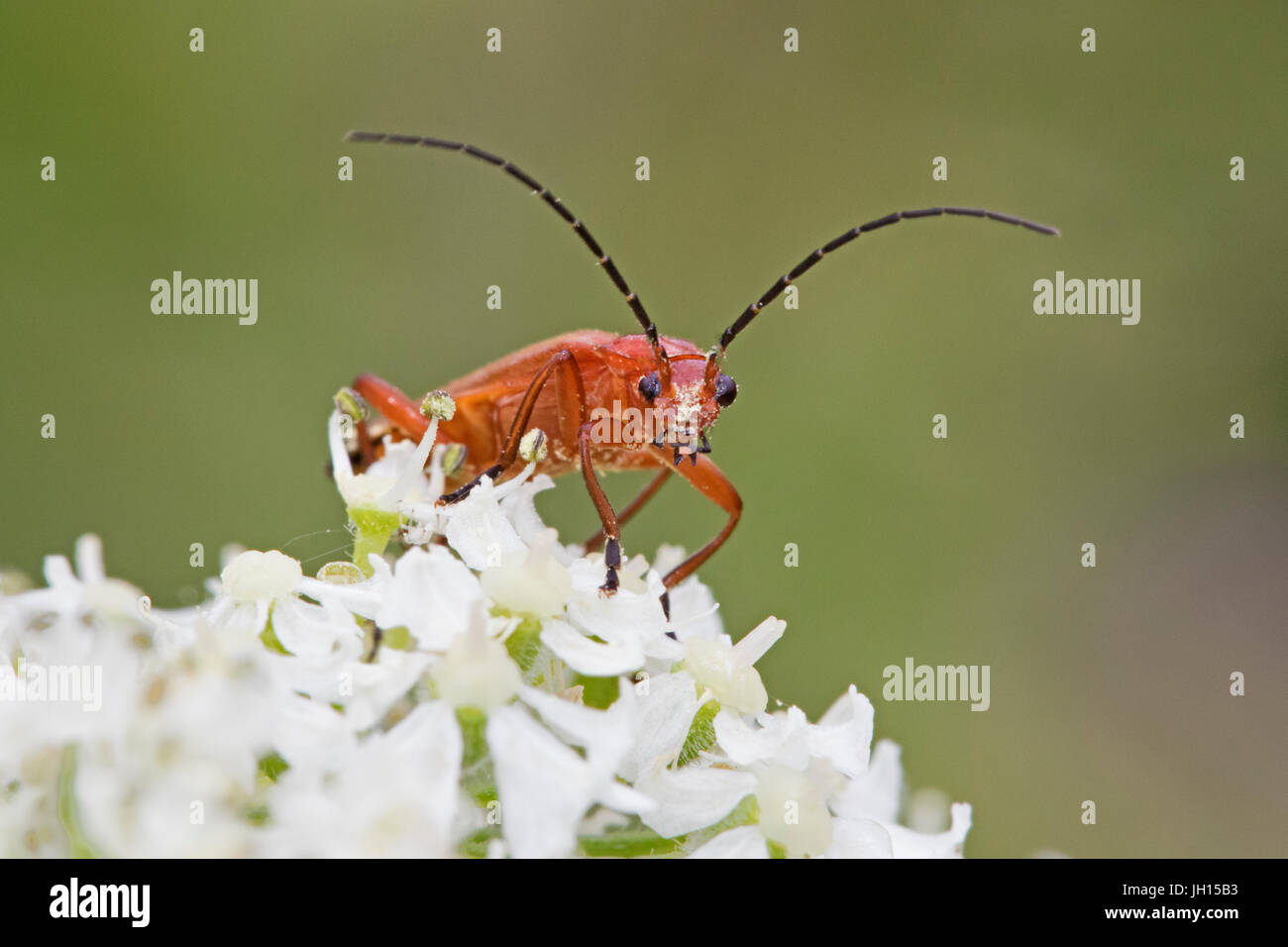 Comune soldato rosso Beetle con polline di volto coperto Foto Stock