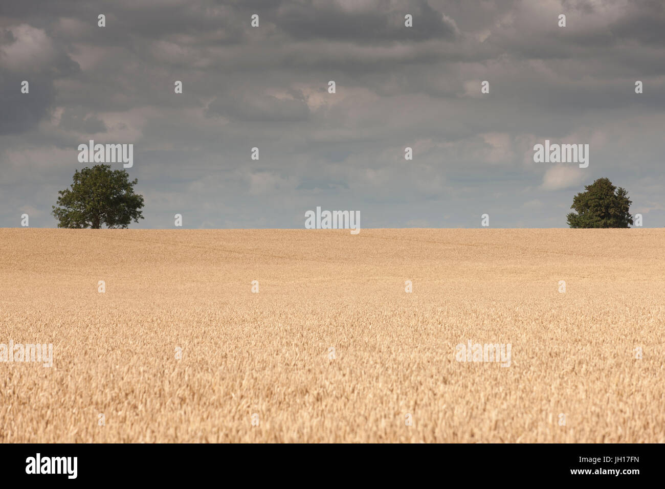 Un campo di grano. Foto Stock
