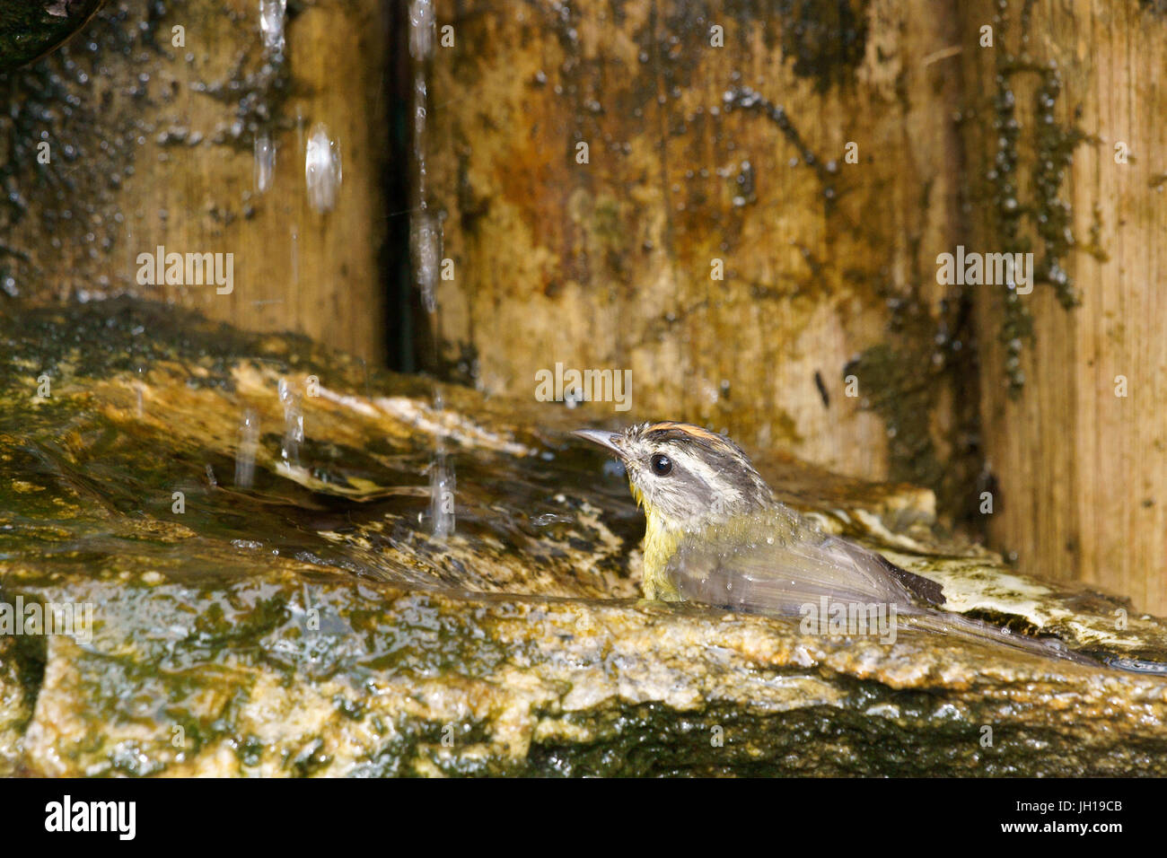 Bird, polacco-lucidanti, Paruline à couronne dorée, Ilha do Mel, Encantadas,Paraná, Brasile Foto Stock