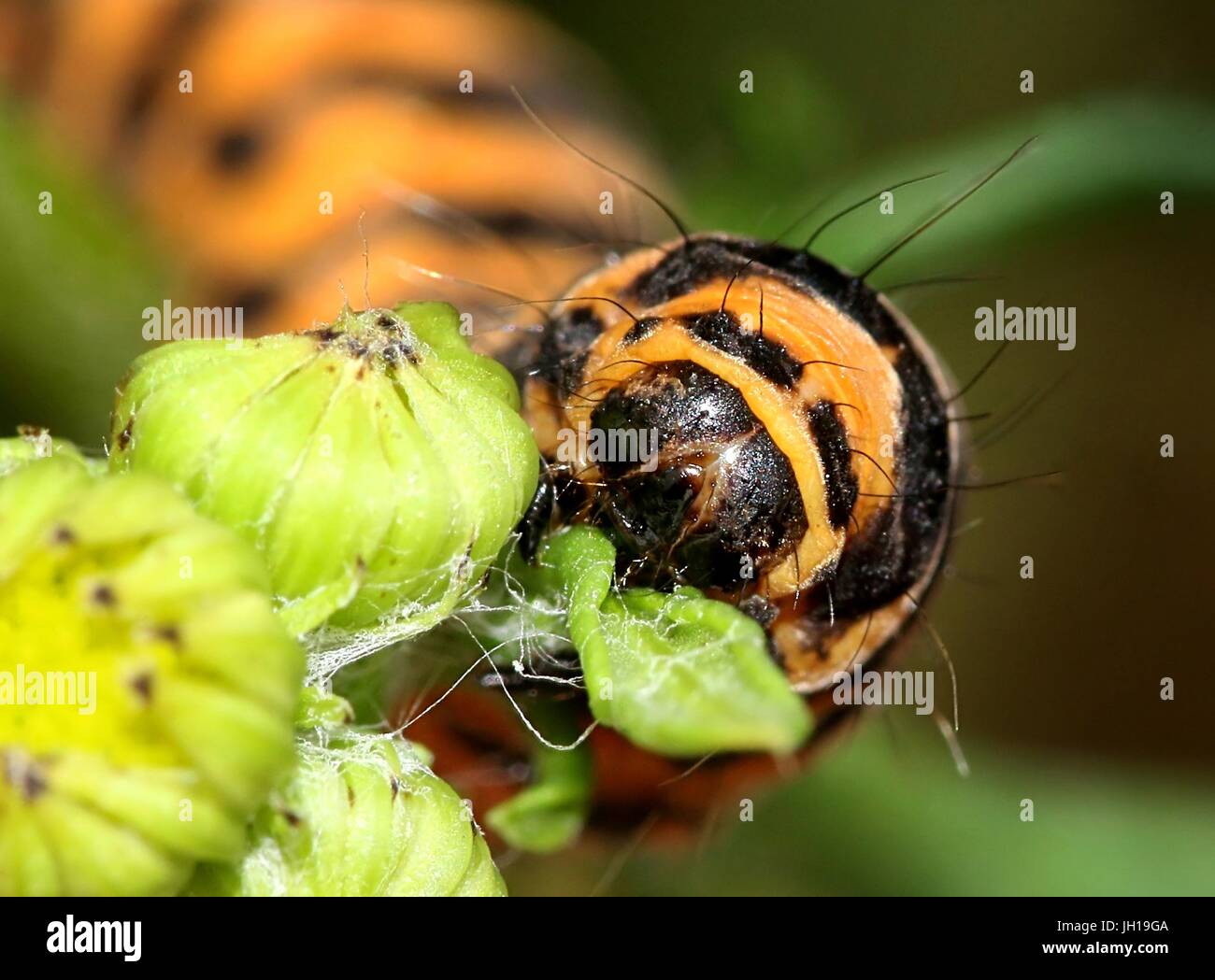 Extreme close up della testa del Parlamento cinabro Moth caterpillar (Tyria jacobaeae) alimentazione su erba tossica fiori Foto Stock