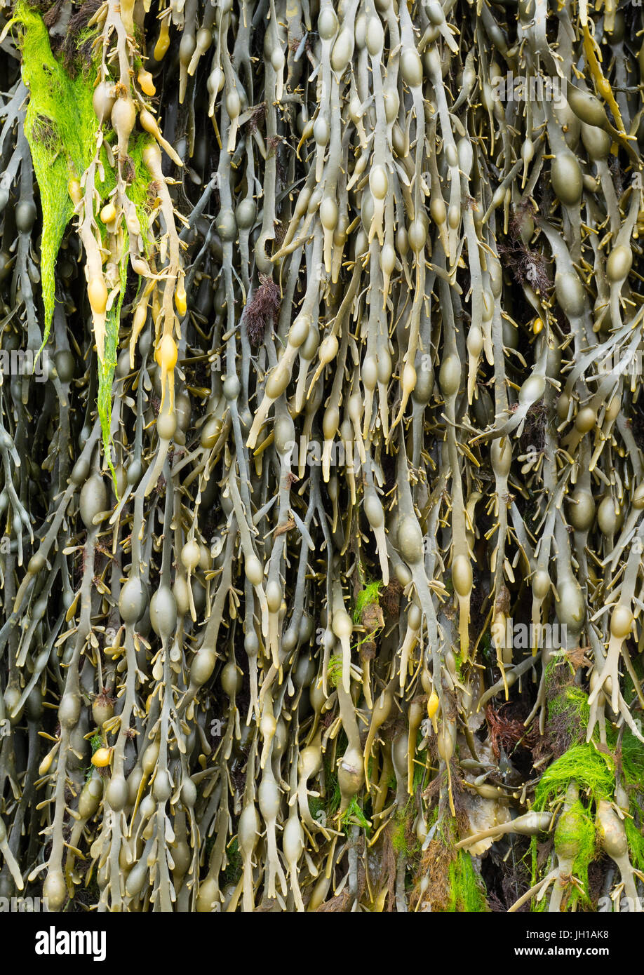 Fucus o fischio del mare (alga marina Ascophyllum nodosum) close up dettaglio. Foto Stock