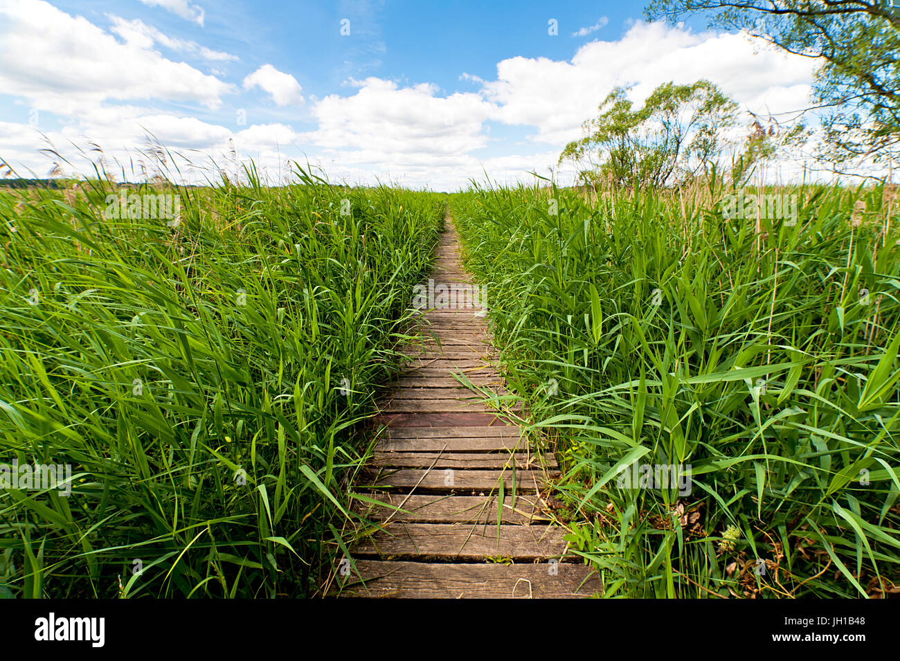 Swamp area coperta in erba di palude con percorso di legno. Cielo blu e bianca nuvola - parco panoramico di Przemkow, Polonia Foto Stock