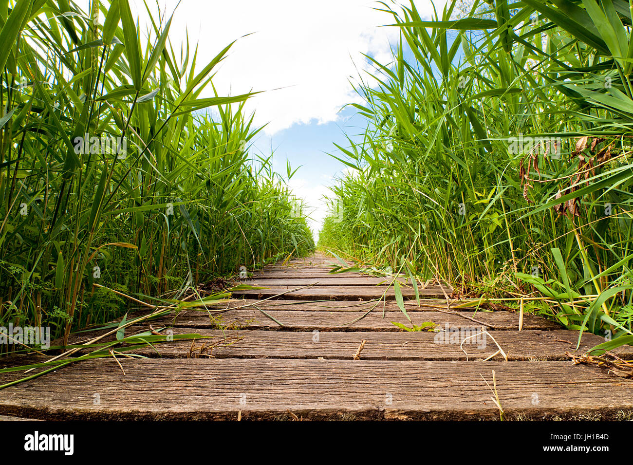 Swamp area coperta in erba di palude con percorso di legno. Cielo blu e bianca nuvola - parco panoramico di Przemkow, Polonia Foto Stock